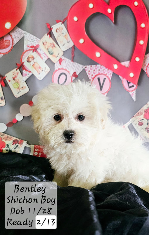 Shichon poo puppies store