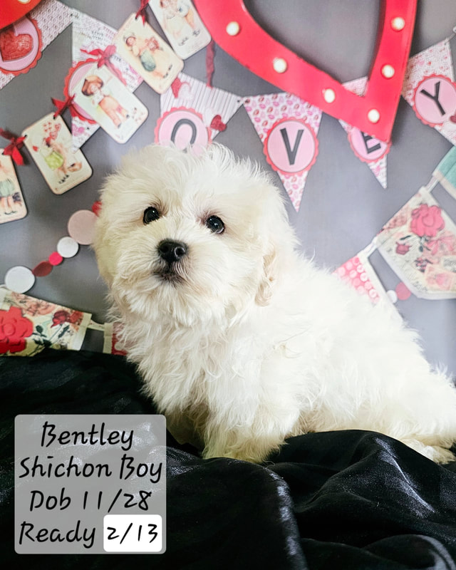 Shichon breeders near me sales