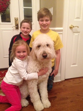 Adult Goldendoodles For Sale 105